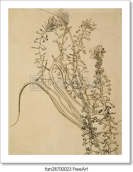 Free art print of Tassel hyancinth by Vincent Van Gogh Free art print of Tassel hyancinth by Vincent Van Gogh