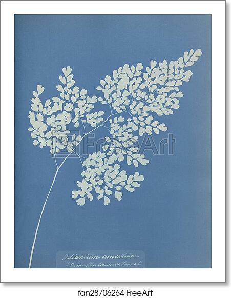 Free art print of Adiantum cuneatum by Anna Atkins Free art print of Adiantum cuneatum by Anna Atkins