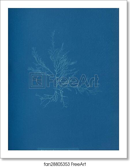 Free art print of Gloiosiphonia capillaris by Anna Atkins Free art print of Gloiosiphonia capillaris by Anna Atkins