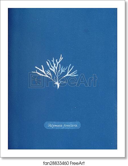 Free art print of Halymenia furcellaria by Anna Atkins