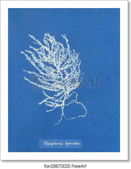 Free art print of Polysiphonia byssoides by Anna Atkins Free art print of Polysiphonia byssoides by Anna Atkins