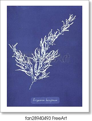 Free art print of Sargassum bacciferum. Cyanotype photogram. by Anna Atkins Free art print of Sargassum bacciferum. Cyanotype photogram. by Anna Atkins
