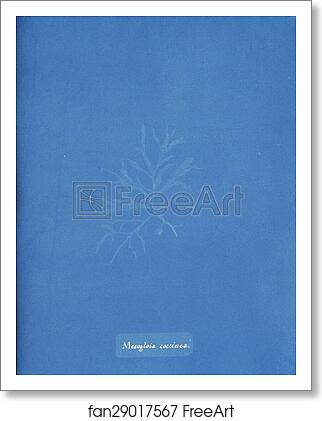 Free art print of Mesogloia coccinea by Anna Atkins Free art print of Mesogloia coccinea by Anna Atkins