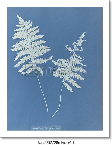 Free art print of Lastrea thelypteris, British by Anna Atkins Free art print of Lastrea thelypteris, British by Anna Atkins