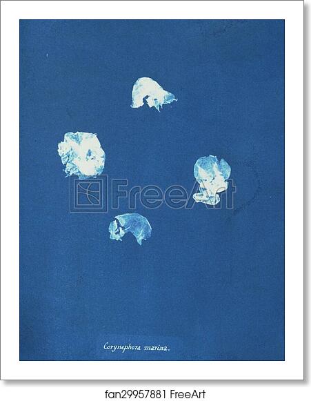 Free art print of Corynephora marina by Anna Atkins Free art print of Corynephora marina by Anna Atkins