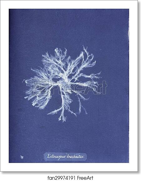Free art print of Ectocarpus brachiatus by Anna Atkins Free art print of Ectocarpus brachiatus by Anna Atkins