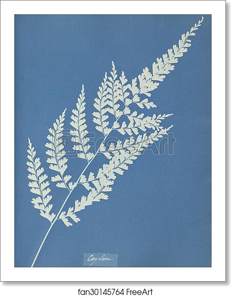Free art print of Ceylon by Anna Atkins