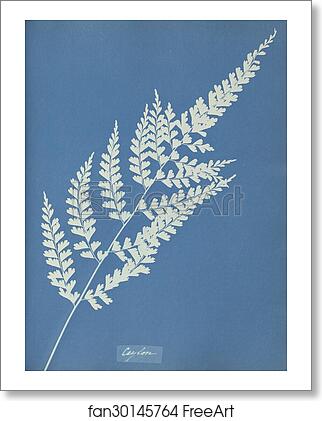 Free art print of Ceylon by Anna Atkins Free art print of Ceylon by Anna Atkins