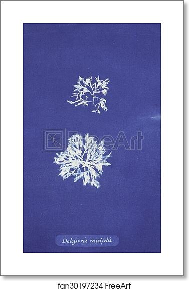 Free art print of Delesseria ruscifolia by Anna Atkins