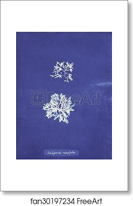 Free art print of Delesseria ruscifolia by Anna Atkins Free art print of Delesseria ruscifolia by Anna Atkins