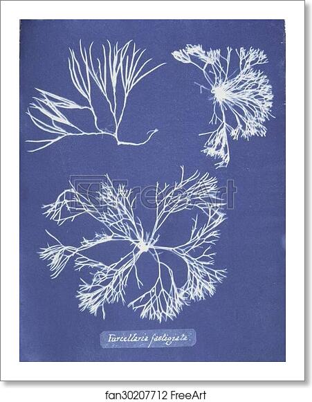 Free art print of Furcellaria fastigiata by Anna Atkins Free art print of Furcellaria fastigiata by Anna Atkins