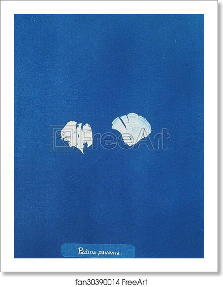 Free art print of Padina pavonia by Anna Atkins