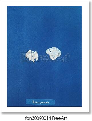 Free art print of Padina pavonia by Anna Atkins Free art print of Padina pavonia by Anna Atkins