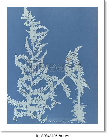 Free art print of Lastrea filix mas, British by Anna Atkins