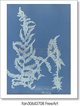 Free art print of Lastrea filix mas, British by Anna Atkins Free art print of Lastrea filix mas, British by Anna Atkins