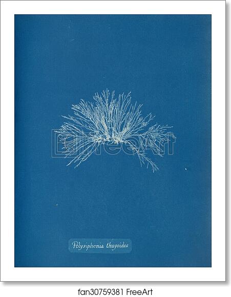 Free art print of Polysiphonia thuyoides by Anna Atkins Free art print of Polysiphonia thuyoides by Anna Atkins