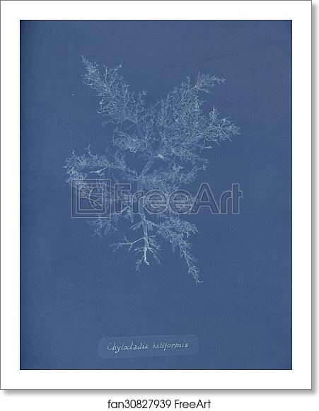 Free art print of Chylocladia kaliformis by Anna Atkins