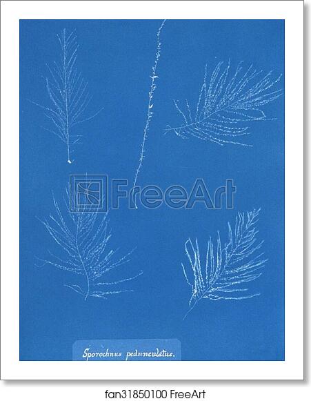 Free art print of Sporochnus pedunculatus by Anna Atkins Free art print of Sporochnus pedunculatus by Anna Atkins