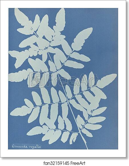 Free art print of Osmunda regalis, British by Anna Atkins Free art print of Osmunda regalis, British by Anna Atkins