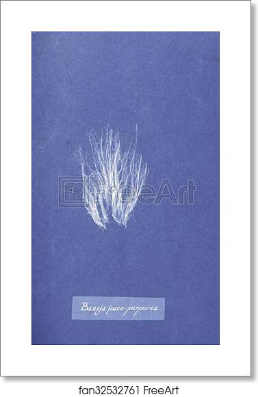 Free art print of Bangia fusco-purpurea by Anna Atkins