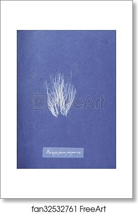 Free art print of Bangia fusco-purpurea by Anna Atkins Free art print of Bangia fusco-purpurea by Anna Atkins