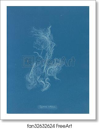 Free art print of Zygnema nitidum by Anna Atkins Free art print of Zygnema nitidum by Anna Atkins