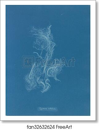 Free art print of Zygnema nitidum by Anna Atkins Free art print of Zygnema nitidum by Anna Atkins