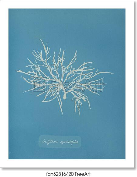 Free art print of Griffithsia equisetifolia by Anna Atkins