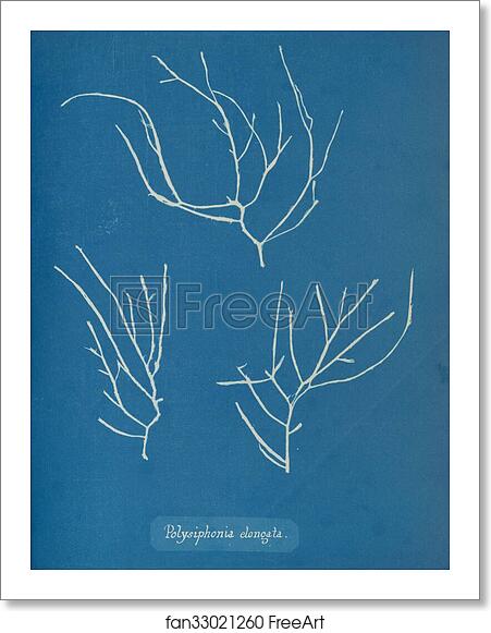 Free art print of Polysiphonia elongata by Anna Atkins Free art print of Polysiphonia elongata by Anna Atkins