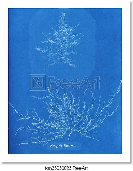 Free art print of Mesogloia Hudsoni by Anna Atkins Free art print of Mesogloia Hudsoni by Anna Atkins