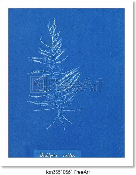 Free art print of Dichloria viridis by Anna Atkins