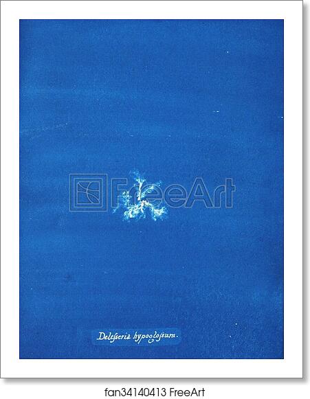 Free art print of Delesseria hypoglossum by Anna Atkins