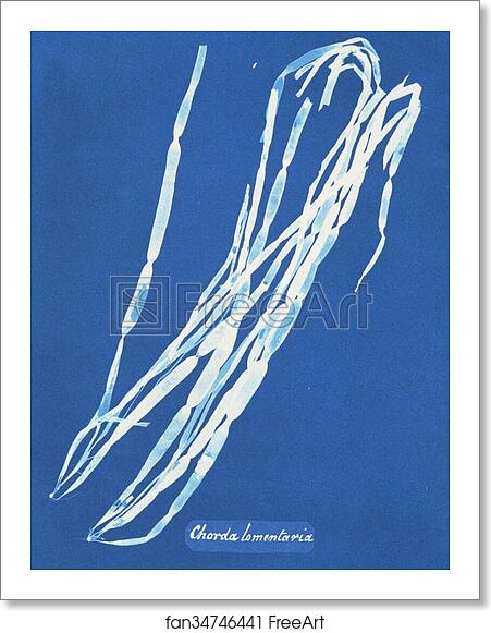 Free art print of Chorda lomentaria by Anna Atkins