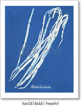 Free art print of Chorda lomentaria by Anna Atkins Free art print of Chorda lomentaria by Anna Atkins