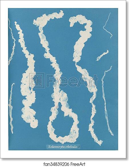Free art print of Enteromorpha intestinalis by Anna Atkins Free art print of Enteromorpha intestinalis by Anna Atkins