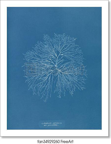 Free art print of Gelideum corneum var. pinnatum by Anna Atkins