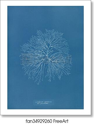 Free art print of Gelideum corneum var. pinnatum by Anna Atkins Free art print of Gelideum corneum var. pinnatum by Anna Atkins