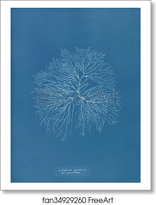 Free art print of Gelideum corneum var. pinnatum by Anna Atkins Free art print of Gelideum corneum var. pinnatum by Anna Atkins