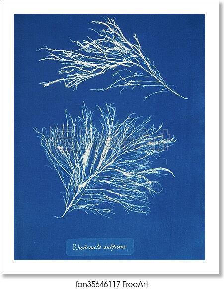 Free art print of Rhodomela subfusca by Anna Atkins