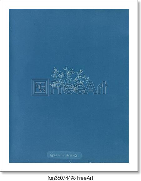Free art print of Cystoseira barbata by Anna Atkins