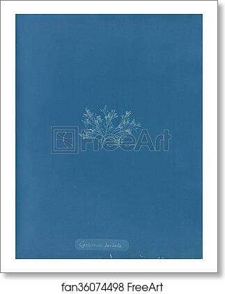 Free art print of Cystoseira barbata by Anna Atkins Free art print of Cystoseira barbata by Anna Atkins