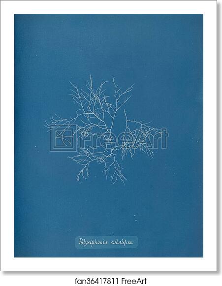 Free art print of Polysiphonia subulifera by Anna Atkins Free art print of Polysiphonia subulifera by Anna Atkins