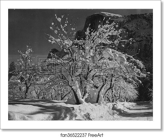 Free art print of Trees with snow on branches, "Half Dome, Apple Orchard, Yosemite," California. April 1933. Photographs of National Parks and Monuments, compiled 1941 - 1942, documenting the period ca. 1933 - 1942. by Ansel Adams (1902-1984) Free art print of Trees with snow on branches, "Half Dome, Apple Orchard, Yosemite," California. April 1933. Photographs of National Parks and Monuments, compiled 1941 - 1942, documenting the period ca. 1933 - 1942. by Ansel Adams (1902-1984)