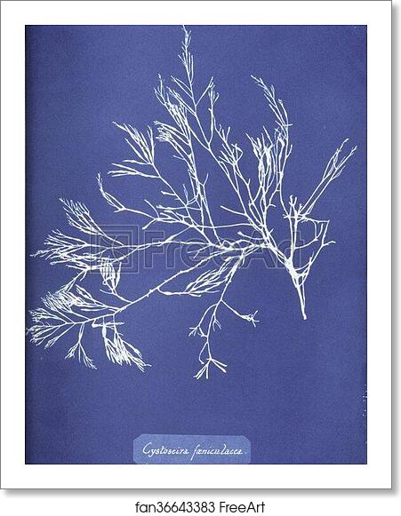 Free art print of Cystoseira foeniculacea by Anna Atkins