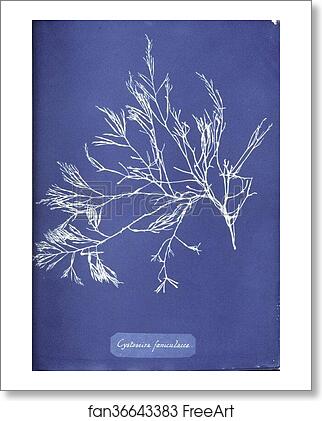 Free art print of Cystoseira foeniculacea by Anna Atkins Free art print of Cystoseira foeniculacea by Anna Atkins