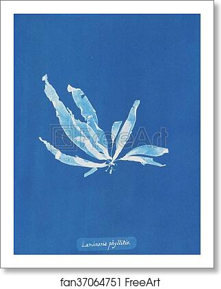 Free art print of Laminaria phyllitis by Anna Atkins Free art print of Laminaria phyllitis by Anna Atkins