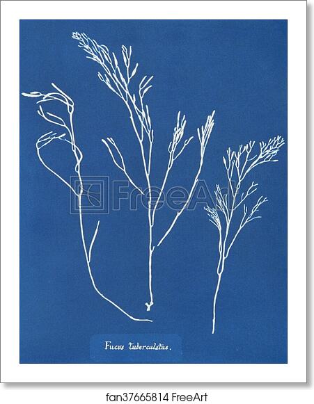 Free art print of Fucus tuberculatus by Anna Atkins