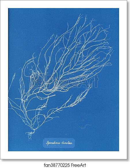 Free art print of Sporochnus rhizodes by Anna Atkins Free art print of Sporochnus rhizodes by Anna Atkins