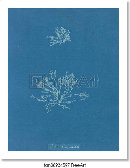 Free art print of Corallina squamata by Anna Atkins Free art print of Corallina squamata by Anna Atkins