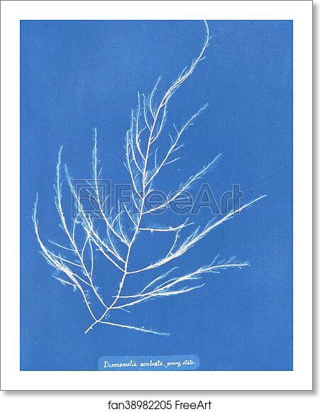 Free art print of Desmarestia aculeata, young state by Anna Atkins Free art print of Desmarestia aculeata, young state by Anna Atkins